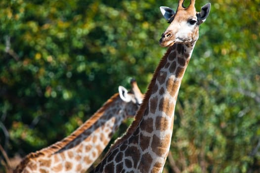 Giraffes (Giraffa camelopardalis) against green foliage background, Botswana
