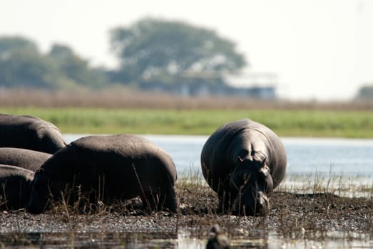 Group of Hippopotamuses in the mud, Botswana
