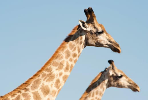 Two giraffes (Giraffa camelopardalis) framed against light blue sky