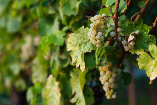 Grapes on the vine in a sunny vineyard