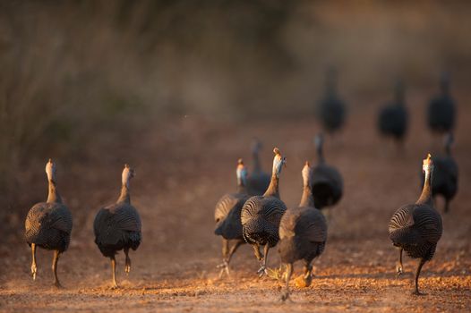 Helmeted guineafowl running away, Hoedspruit, South Africa