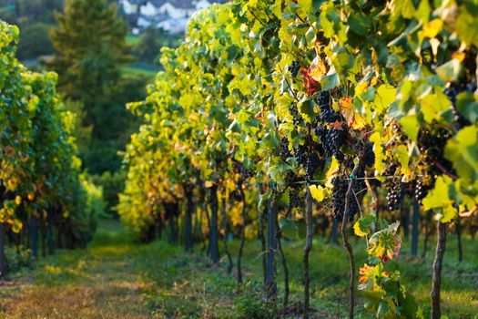 Red grapes on the vine in a sunny vineyard