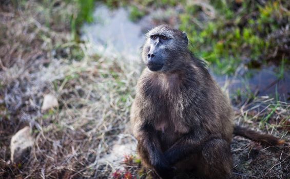 Baboon on the roadside, Cape Point, South Africa