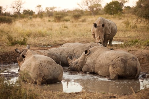 Rhinos laying in the mud, Kruger National Park