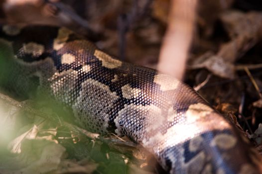 African rock python (Python sebae sebae) among leaves