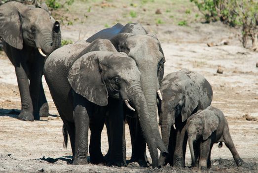 Family of african bush elephants (loxodonta africana)