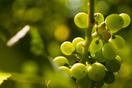 Grapes on the vine in a sunny vineyard