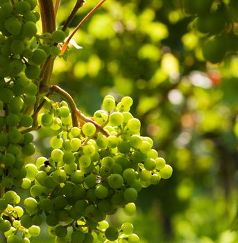 Grapes on the vine in a sunny vineyard