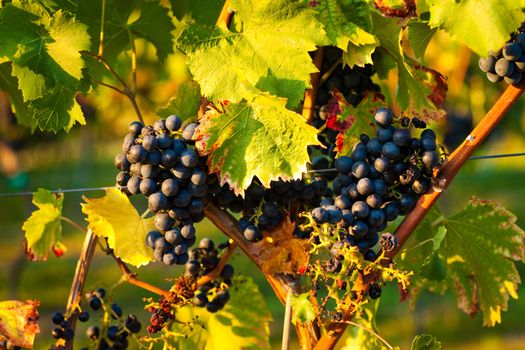 Red grapes on the vine in a sunny vineyard