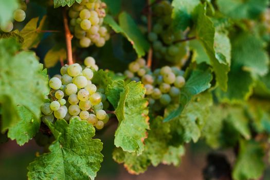 Grapes on the vine in a sunny vineyard