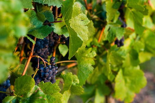 Red grapes on the vine in a sunny vineyard