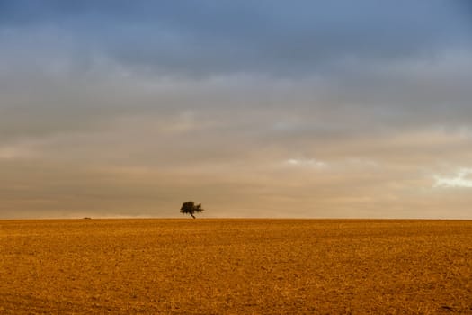 single tree alone on the horizon