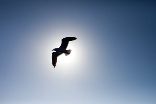 Seagull silhouetted against the sun and blue sky