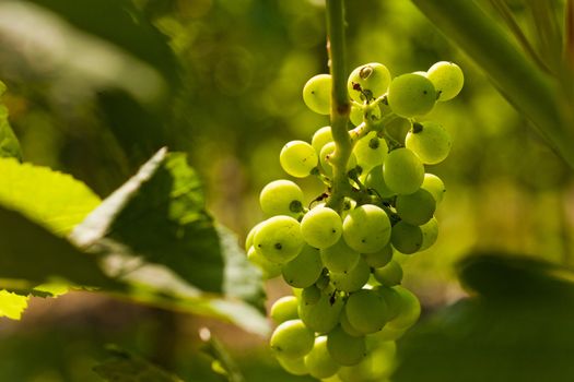 Grapes on the vine in a sunny vineyard