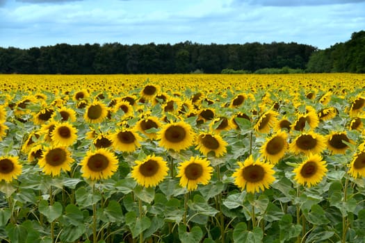 sunflower field