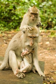 Baby macaque monkey suckles at breast of mother
