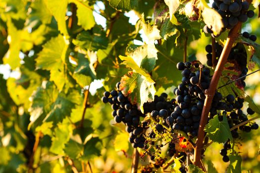 Red grapes on the vine in a sunny vineyard