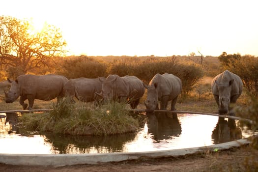 Rhinos at a watering hole, Kruger National Park