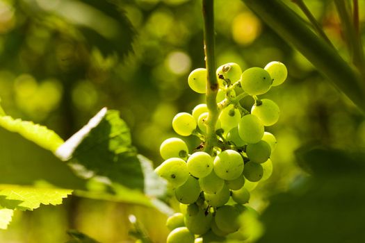 Grapes on the vine in a sunny vineyard