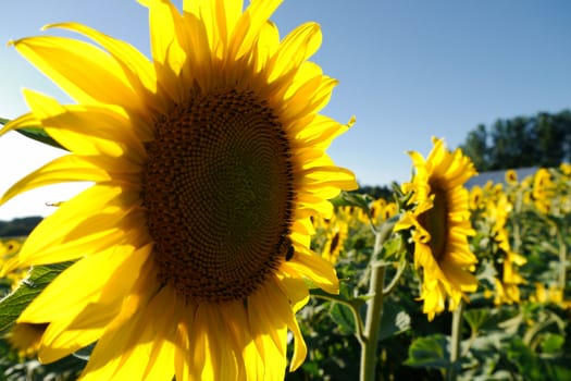 bright yellow sunflower in a field