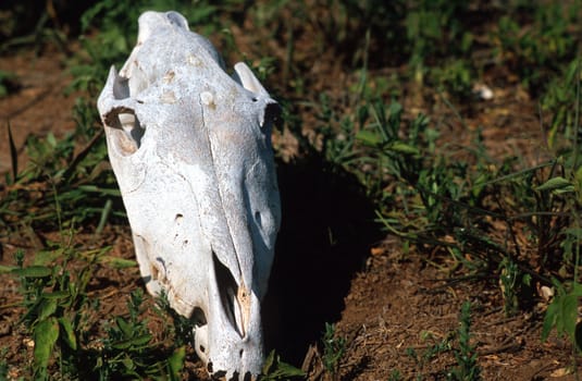 Dry white animal skull lying in the dirt