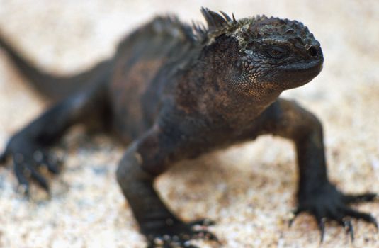 Galapagos Lizard (Amblyrhynchus cristatus) up close in the Galapagos