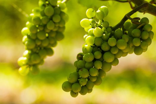 Grapes on the vine in a sunny vineyard