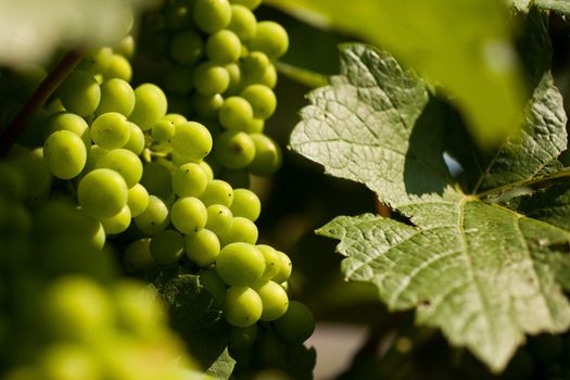 Grapes on the vine in a sunny vineyard