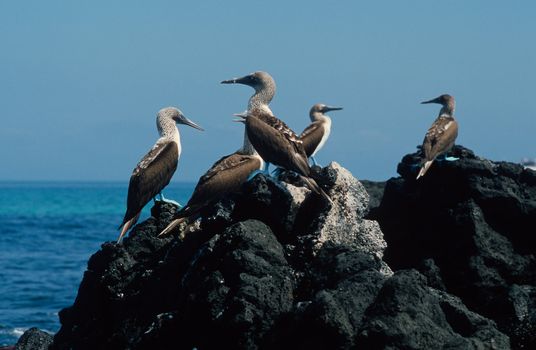 Blue-footed boobies in the Galapagos Islands, Ecuador