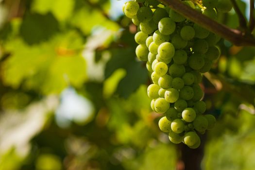 Grapes on the vine in a sunny vineyard