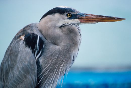 Great blue heron (Ardea herodias) by edge of pool