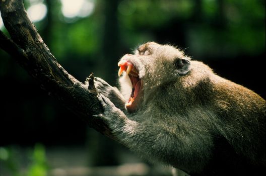 Macaque monkey baring teeth, Ubud Monkey Forest, Bali