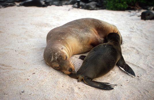 Baby Galapagos sea lion (Zalophus wollebaeki) and mother