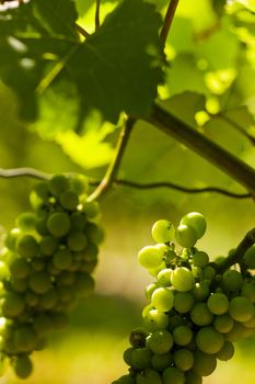 Grapes on the vine in a sunny vineyard