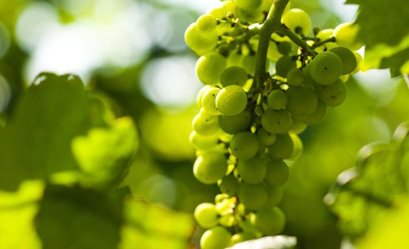 Grapes on the vine in a sunny vineyard