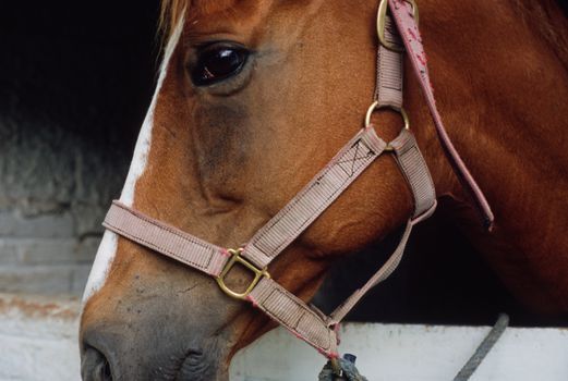 Horse peering out of its stable, rural Ecuador