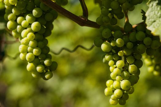 Grapes on the vine in a sunny vineyard