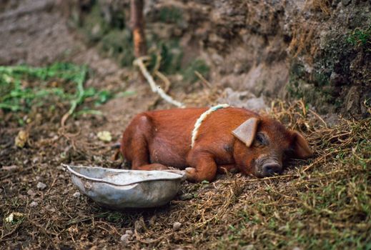 Pig sleeping in the dirt in rural Ecuador