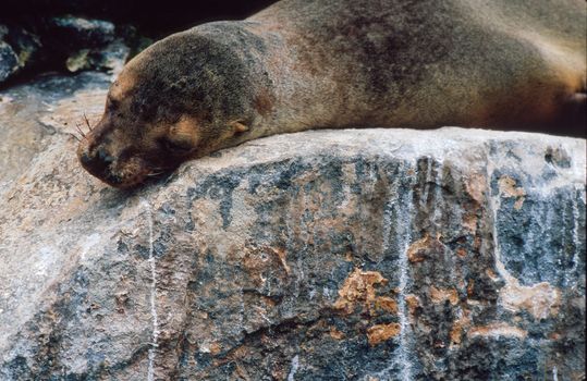 Galapagos sea lion (Zalophus wollebaeki) sleeping on rock