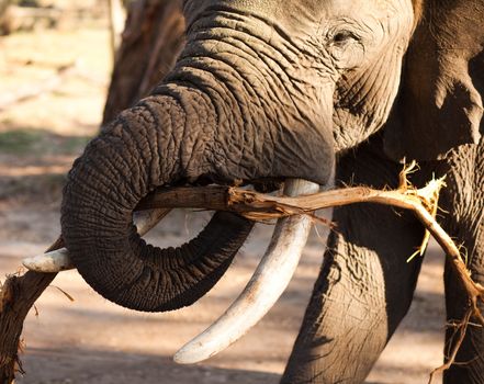 African bush elephant (Loxodonta africana) munching on branch