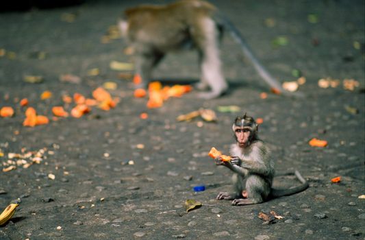 Macaque monkeys at the Ubud Monkey Forest