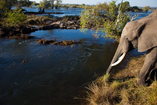 African bush elephant (Loxodonta africana) drinking from river