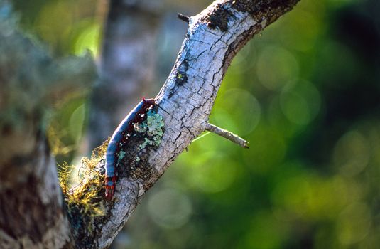 Colorful centipede in the crotch of a white tree