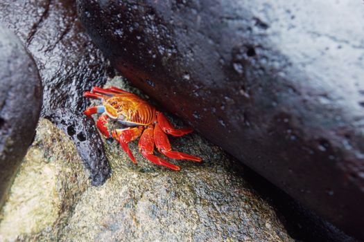 Orange sally lightfoot crab (Grapsus grapsus), Ecuador