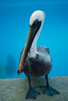 Galapagos brown pelican (Pelecanus occidentalis urinator) by pool