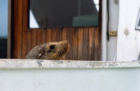 Galapagos sea lion (Zalophus wollebaeki) having a look around