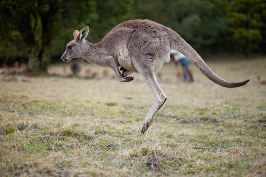 Jumping kangaroo, Blue Mountains, New South Wales, Australia