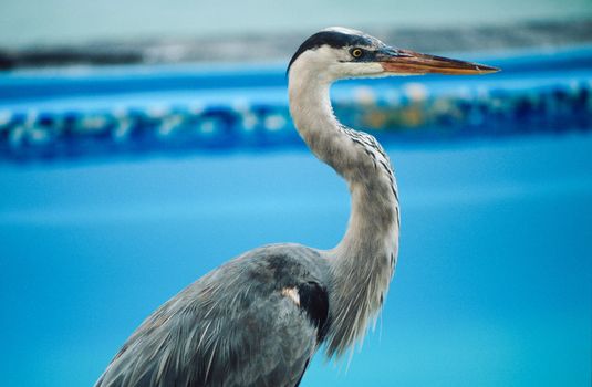 Great blue heron (Ardea herodias) by edge of pool