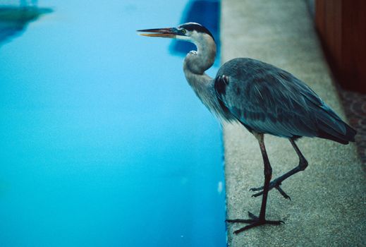 Great blue heron (Ardea herodias) by edge of pool