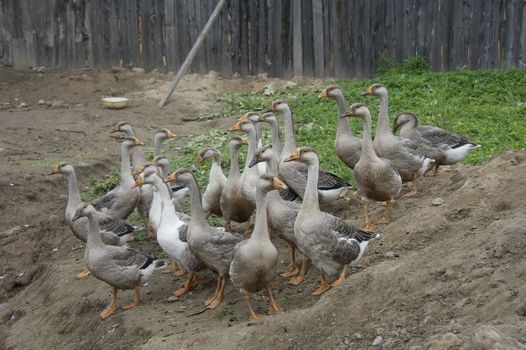 domestic geese walking in the barnyard farm